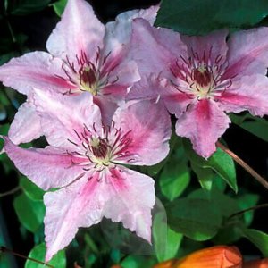 Plamienok (Clematis) ´PINK FANTASY´ výška 40-60 cm, kont. P17 